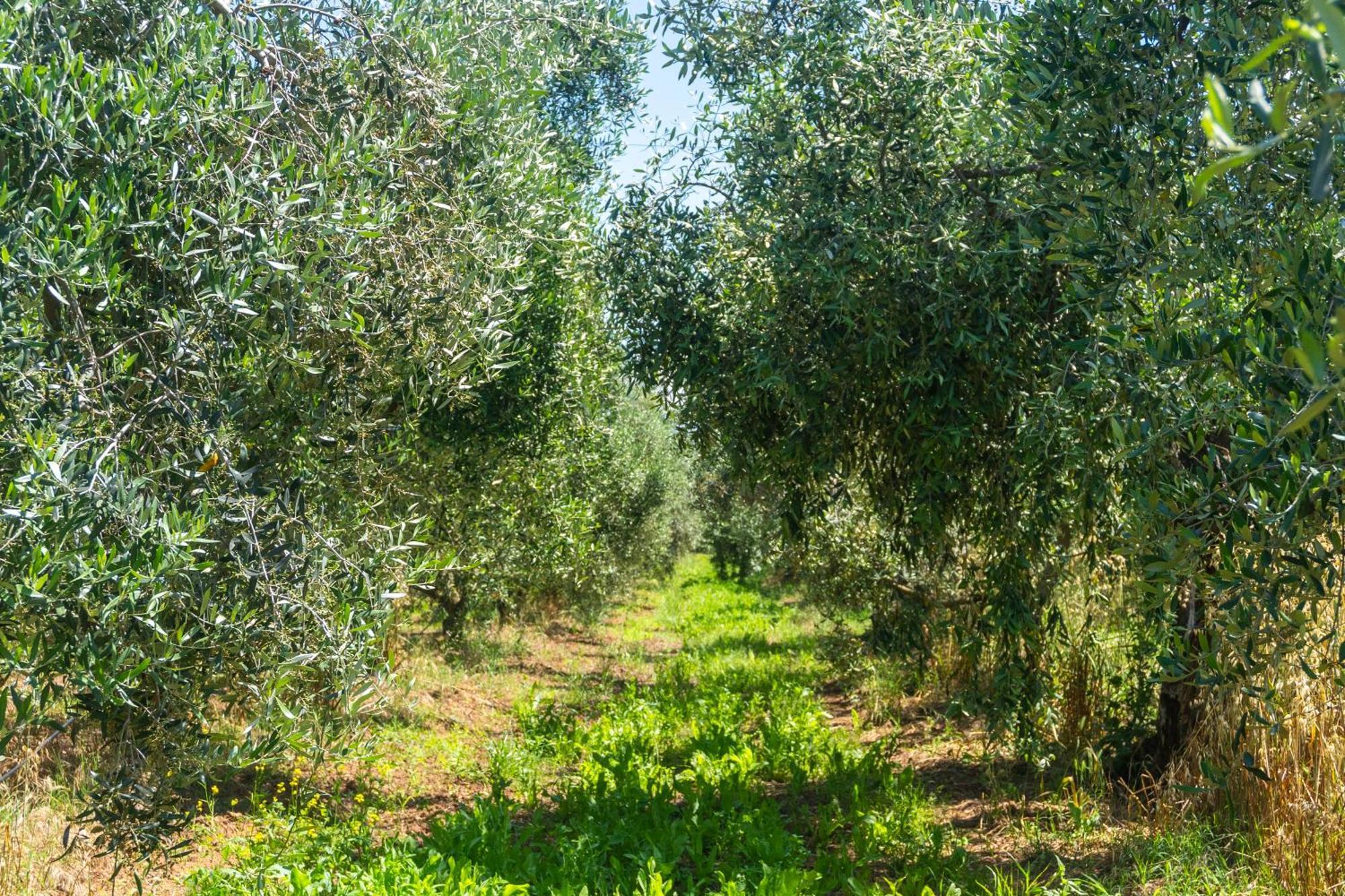 Agriturismo Il Tripesce 베이다 외부 사진