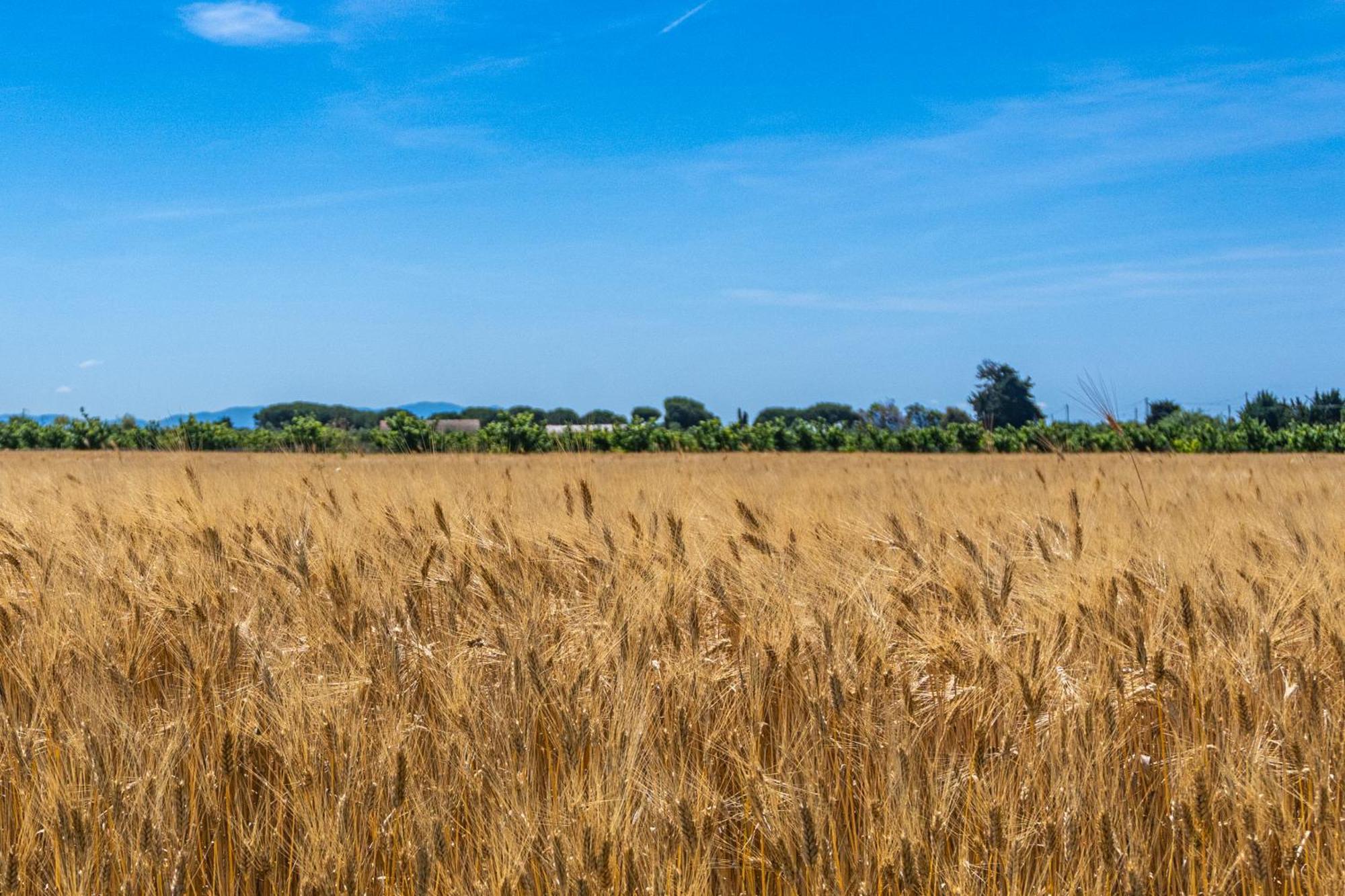 Agriturismo Il Tripesce 베이다 외부 사진